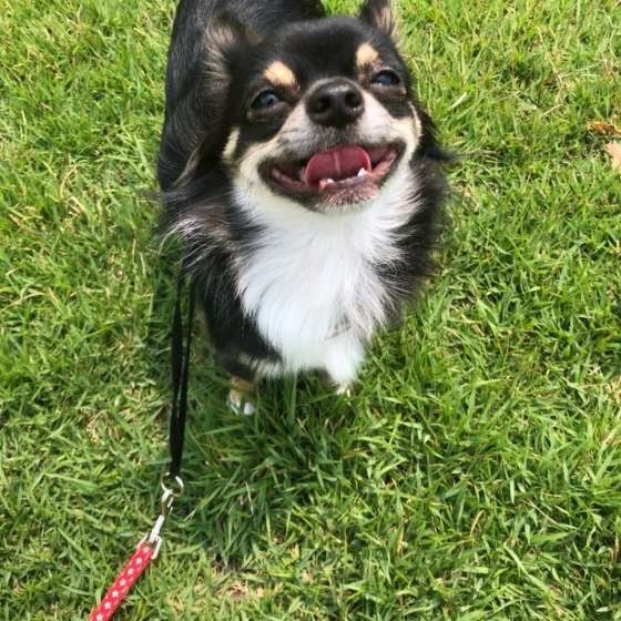 楽しそうな様子のチワワ