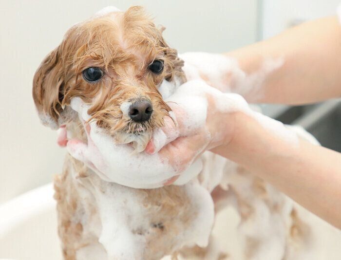 たっぷりの泡で本洗い