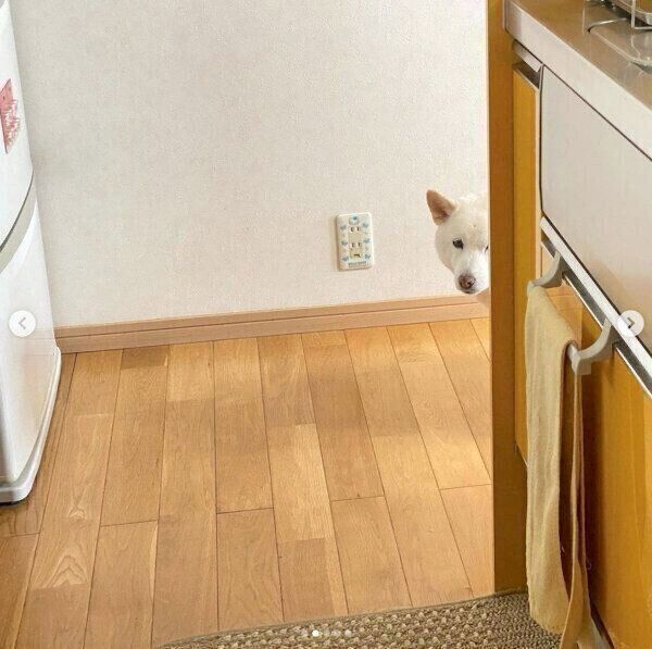 「家政婦は見た!」状態のきなこちゃん