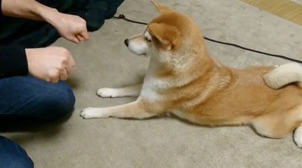 チーズが欲しい柴犬