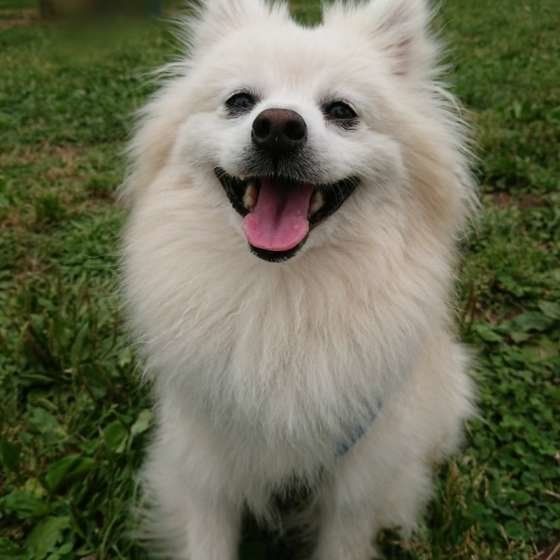 スマイルわんこ♪