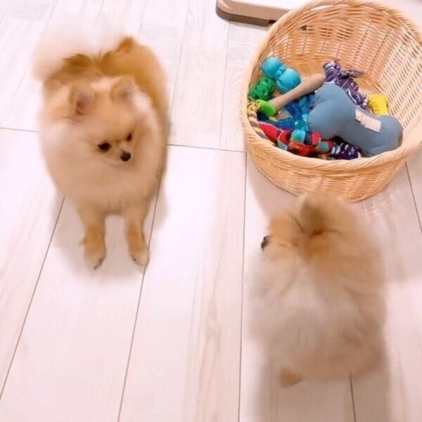 見つめ合うテディちゃんとオチェちゃん