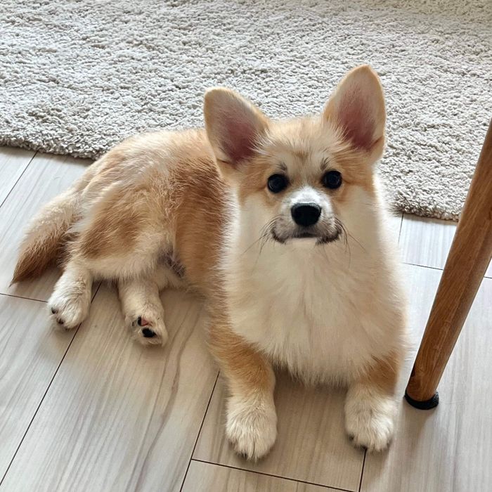 飼い主さん夫婦の間に座り込むチャビくん