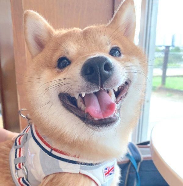 笑顔のうにくん