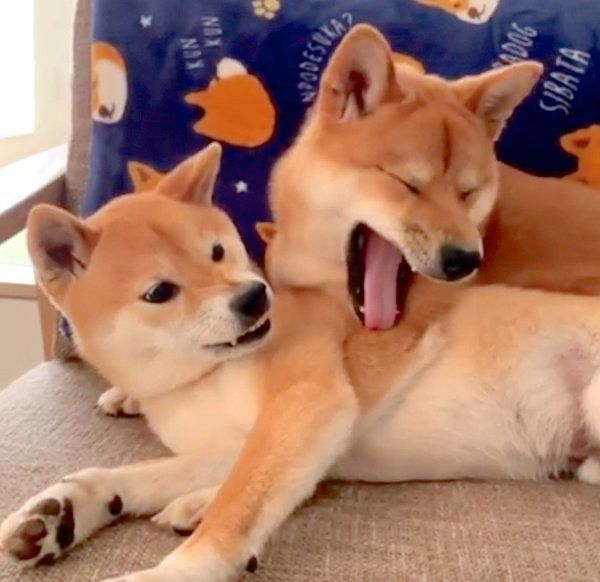 柴犬の上にのっかる柴犬