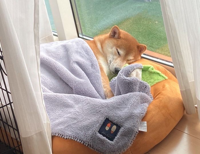 気持ちよさそうに眠るもちくん