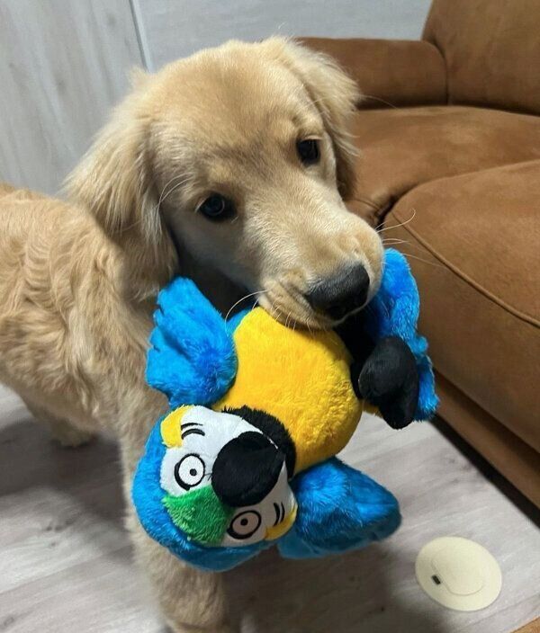 おもちゃをくわえるそらくん