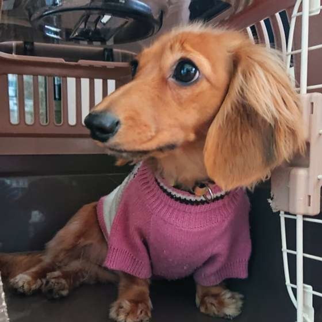 犬の留守番 短時間なら クレート に入れたほうがいい理由 いぬのきもちweb Magazine 犬の留守番 短時間なら クレート に入れたほうがいい理由 いぬのきもちweb Magazine