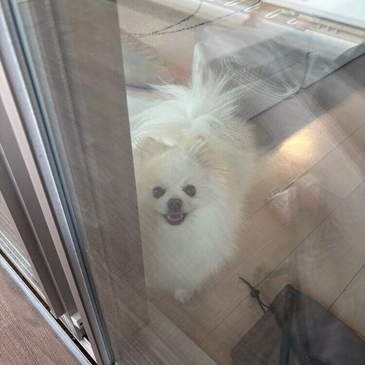窓越しに飼い主さんを見つめるポメラニアンの天くん