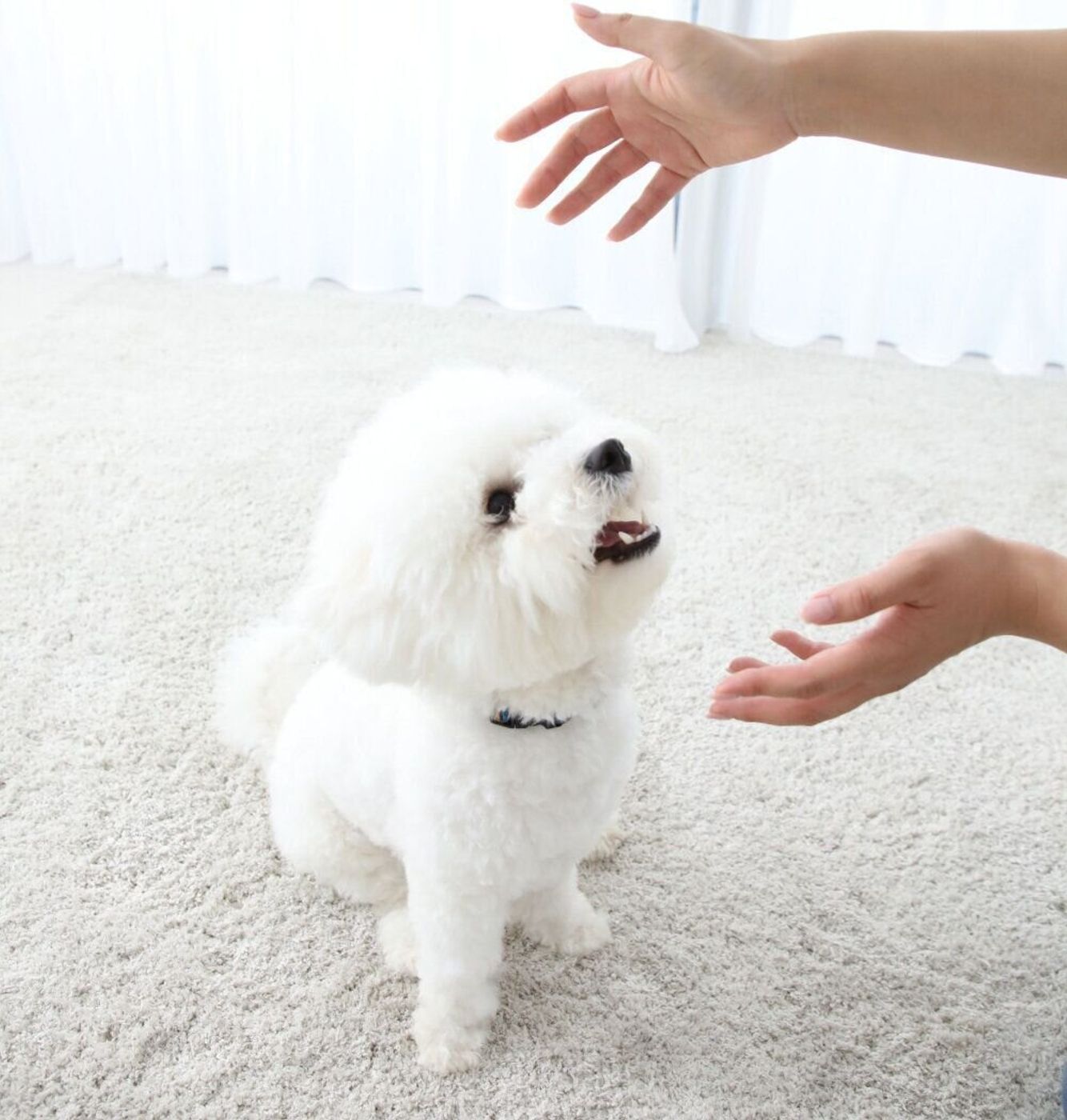 絶対にやってはいけない 犬のあま噛みグセを悪化させる Ng対応 いぬのきもちweb Magazine 絶対にやってはいけない 犬のあま噛みグセを悪化させる Ng対応 いぬのきもちweb Magazine