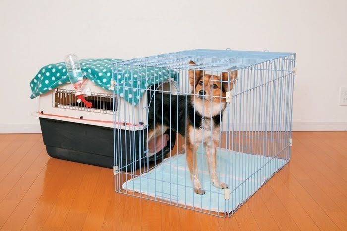 トイレつきクレートに入る犬