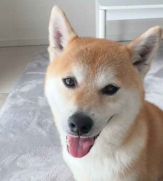 笑顔が可愛いむぎちゃん