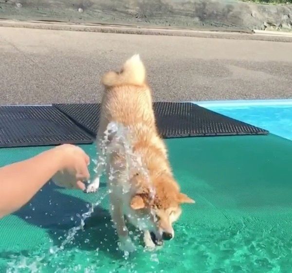 水浴びをする柴犬