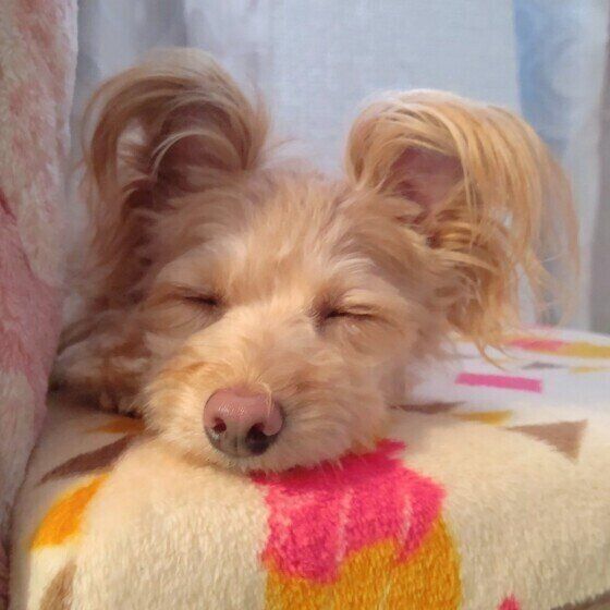 うたた寝中のあんずちゃん