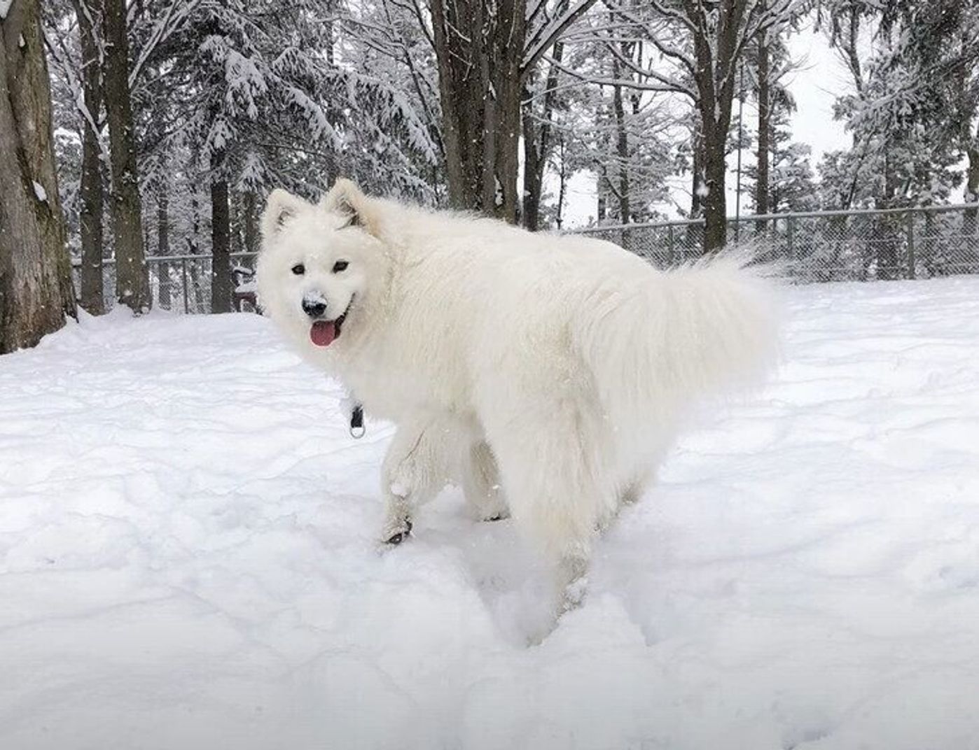 雪国生まれの血が騒ぐ 雪が積もったドッグランで大はしゃぎのサモエド いぬのきもちweb Magazine 雪国生まれの血が騒ぐ 雪が積もったドッグランで大はしゃぎのサモエド いぬのきもちweb Magazine