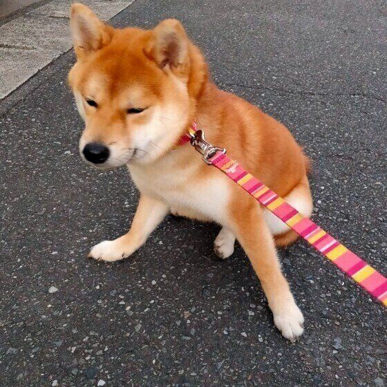 犬が目を細めるのはどうして お地蔵さん のようになる犬も 獣医師に聞いてみた いぬのきもちweb Magazine