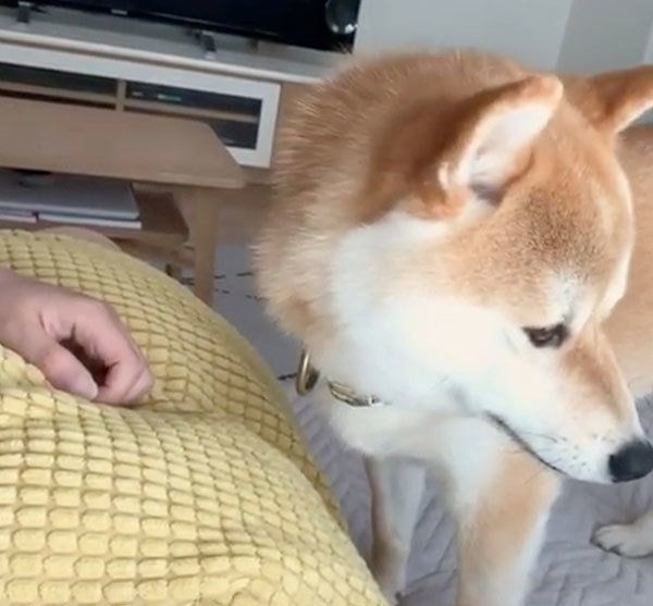 柴犬のこてつくん