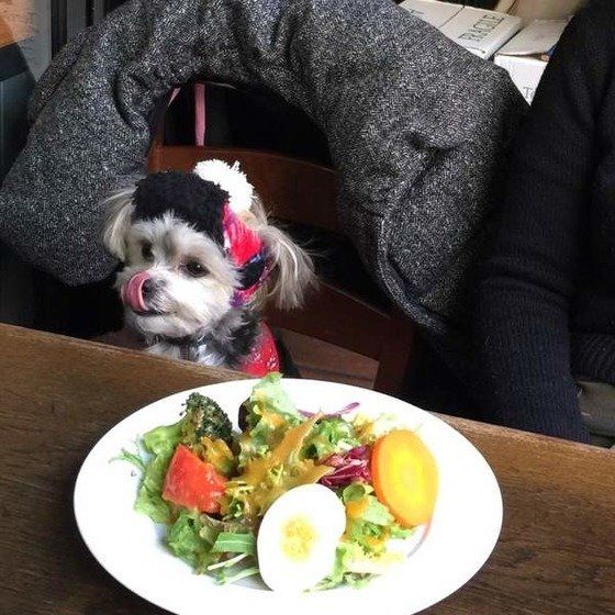 カフェにてママのサラダも狙ってます