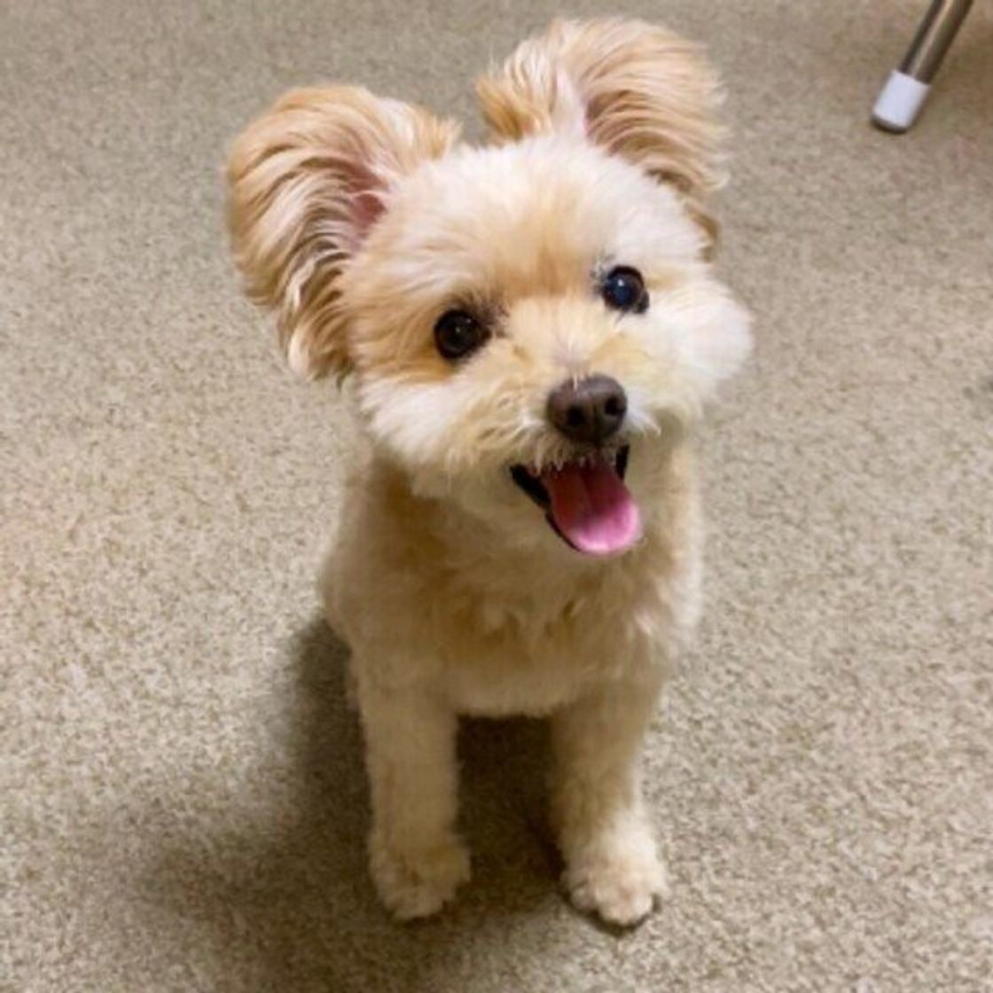 愛犬にストレスを与えてしまうかも 飼い主さんのng行動3つ いぬのきもちweb Magazine 愛犬にストレスを与えてしまうかも 飼い主さんのng行動3つ いぬのきもちweb Magazine