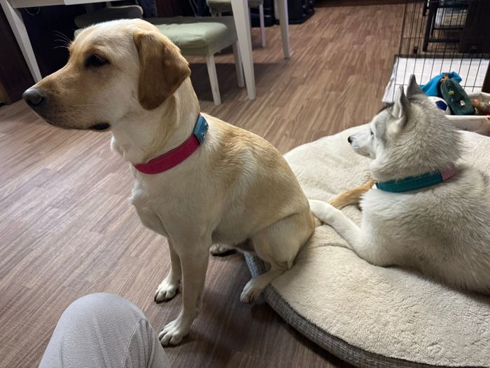 ゴンくんのしっぽを押さえる先住犬・ぷくちゃん