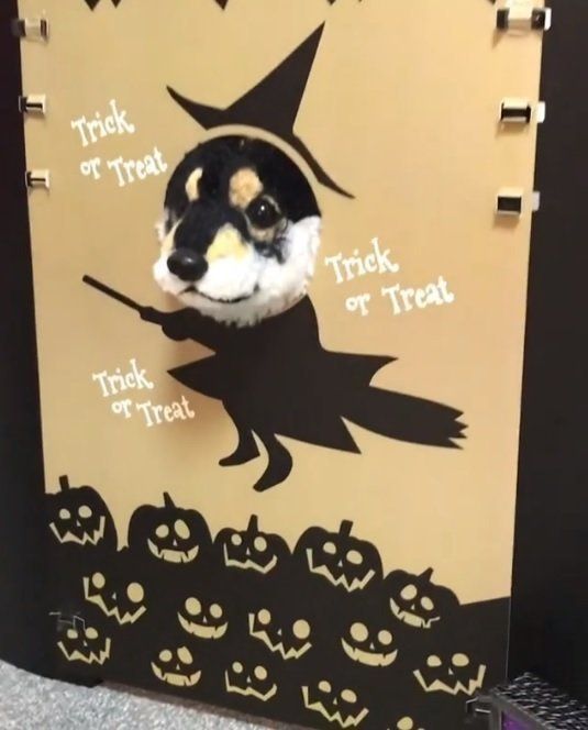 柴犬ハロウィン