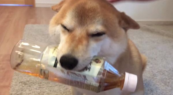 飼い主さんの帰宅を喜ぶ柴犬