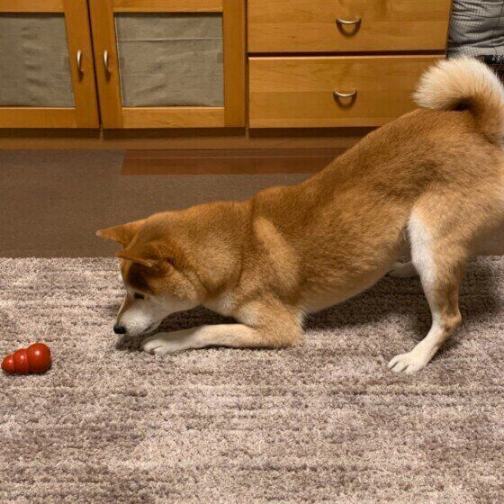 柴犬の小太郎ちゃん
