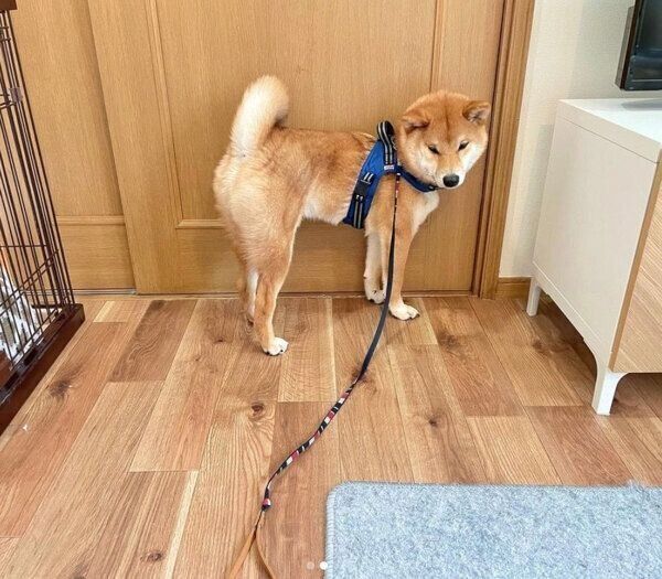 お散歩アピールをする虎太郎くん