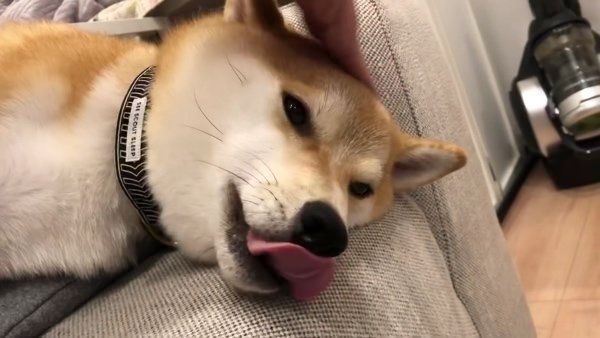 寝落ち寸前の柴犬