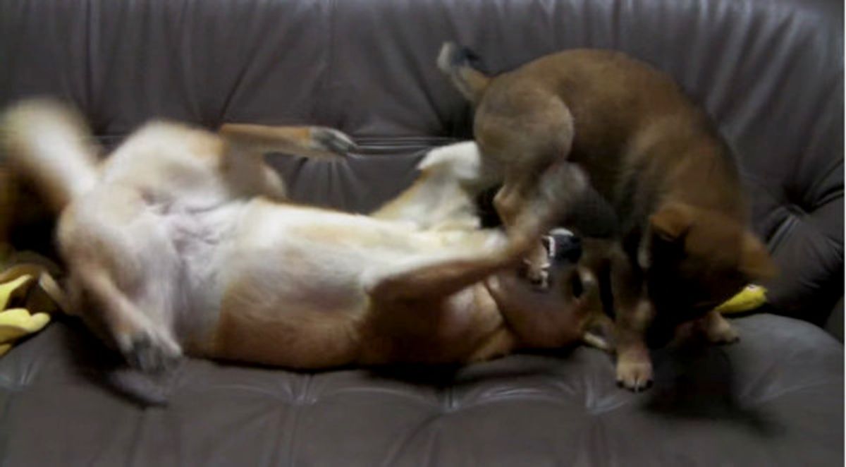 まるでプロレス 先住犬と新人犬のケンカが引いちゃうくらい激しい ゚ ゚ 3 いぬのきもちweb Magazine まるでプロレス 先住犬と新人犬のケンカが引いちゃうくらい激しい ゚ ゚ 3 いぬのきもちweb Magazine