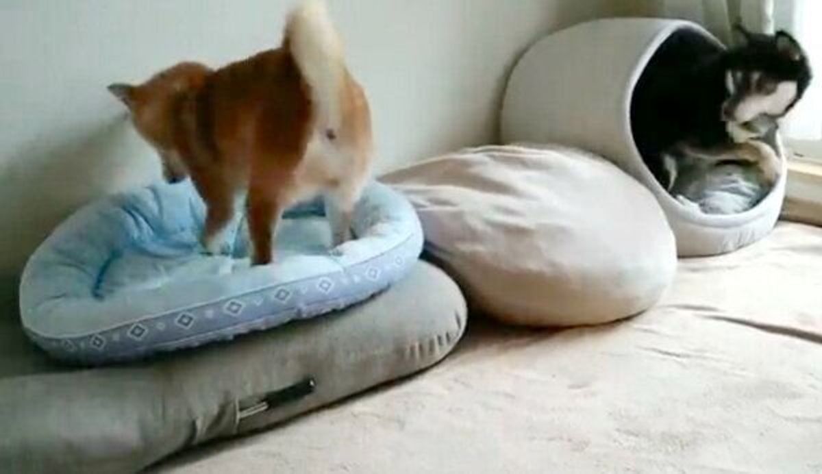 ベッドに向かって ぴょこん とジャンプする犬 近くで見ていた同居犬の反応が笑える いぬのきもちweb Magazine ベッドに向かって ぴょこん とジャンプする犬 近くで見ていた同居犬の反応が笑える いぬのきもちweb Magazine