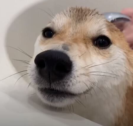 シャンプーされる柴犬