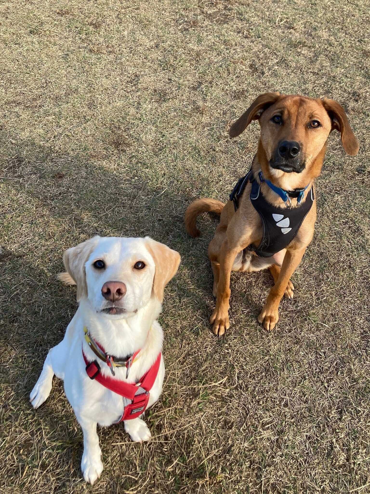 先住犬の犬（左）と犬（右）