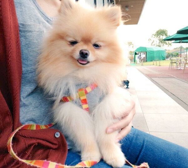 膝の上に乗って微笑むぽぽちゃん