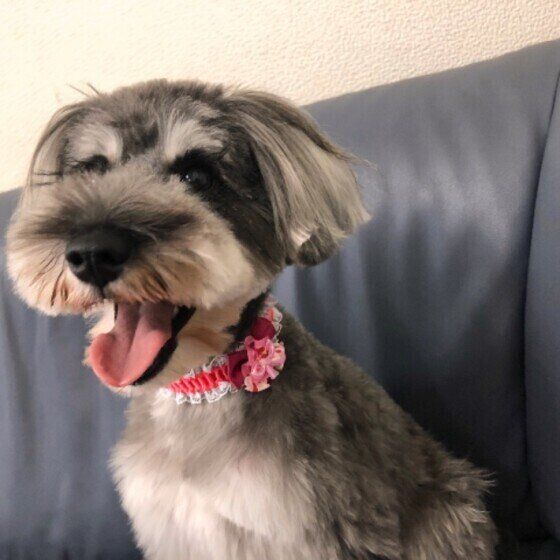 笑顔のミニチュア・シュナウザー