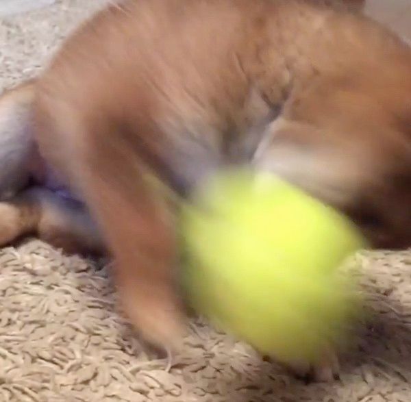 ボールで遊ぶ柴犬