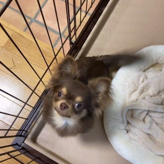 見上げるチワワ