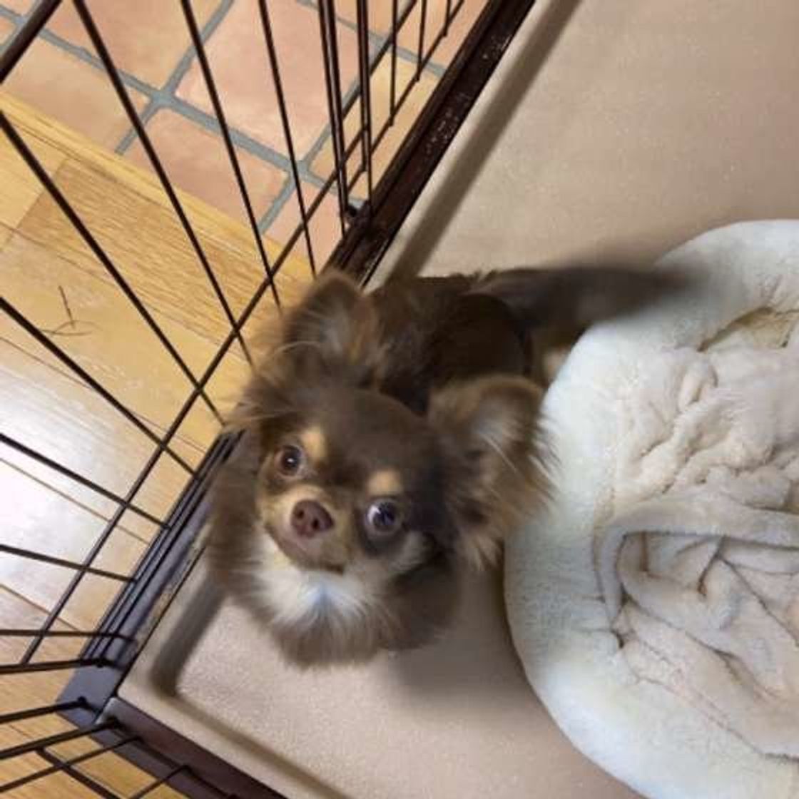 無意識にやりがちかも 犬を留守番させるときにやってはいけない行動4つ いぬのきもちweb Magazine