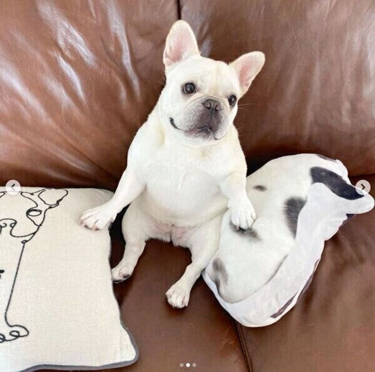 ソファでくつろぐ表情が激かわな犬 過去には ホラー感 が強いフシギな行動を見せていたことも いぬのきもちweb Magazine ソファでくつろぐ表情が激かわな犬 過去には ホラー感 が強いフシギな行動を見せていたことも いぬのきもちweb Magazine
