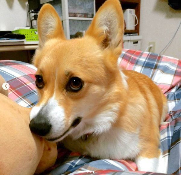 元保護犬・コーギーのゆずちゃん