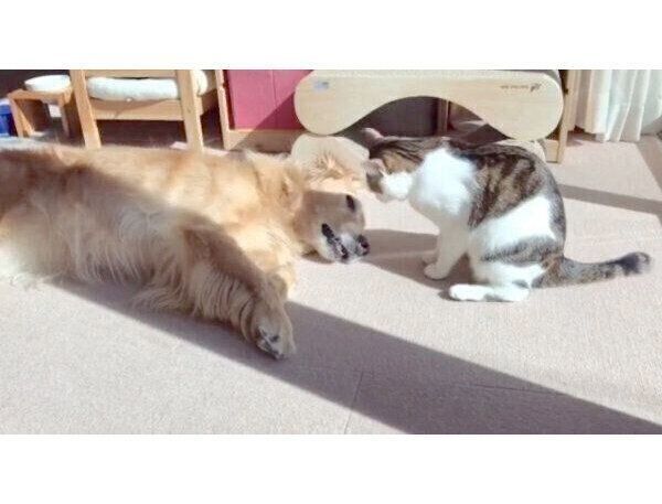 仲良く日向ぼっこする小麦ちゃん、豆ちゃん