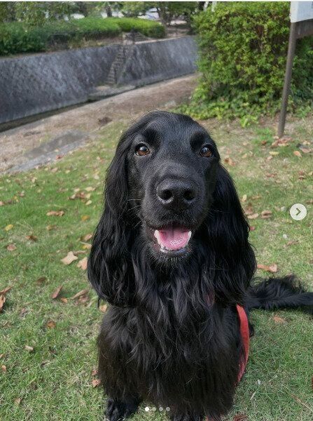 記念日を迎えたイングリッシュ・コッカー・スパニエル（2才2ヵ月）