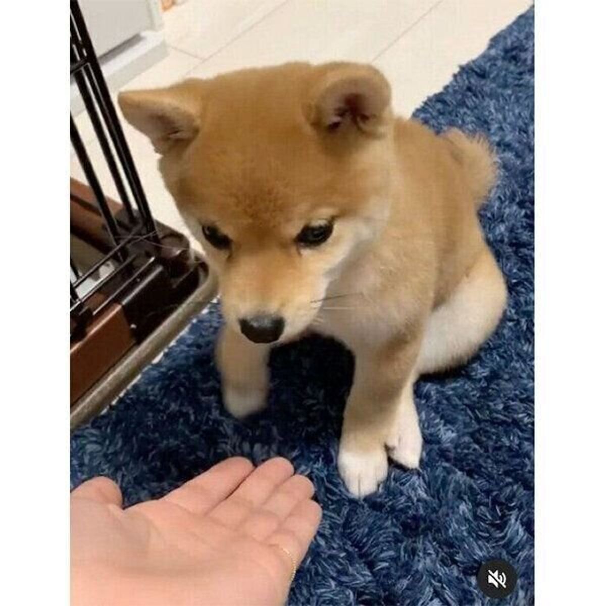 オテ を初成功させた子犬が 抱きしめたくなる可愛さ もうすぐ2才になる成長ぶりにグッとくる いぬのきもちweb Magazine オテ を初成功させた子犬が 抱きしめたくなる可愛さ もうすぐ2才になる成長ぶりにグッとくる いぬのきもちweb Magazine