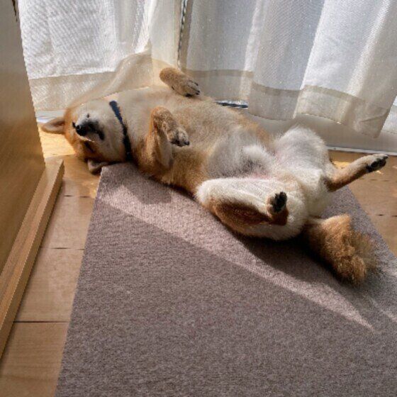 ヘソ天で眠る柴犬