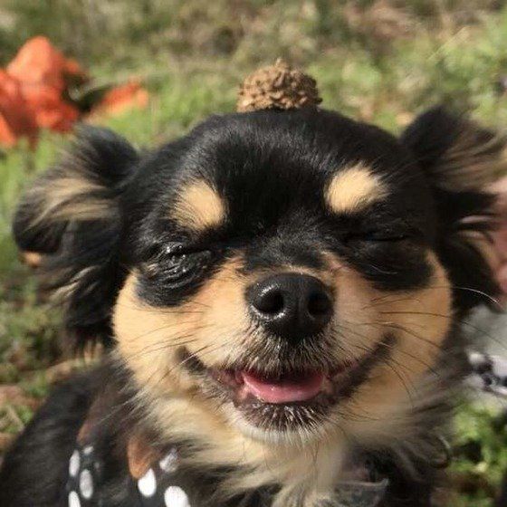 どんぐりを見つけたチワワ