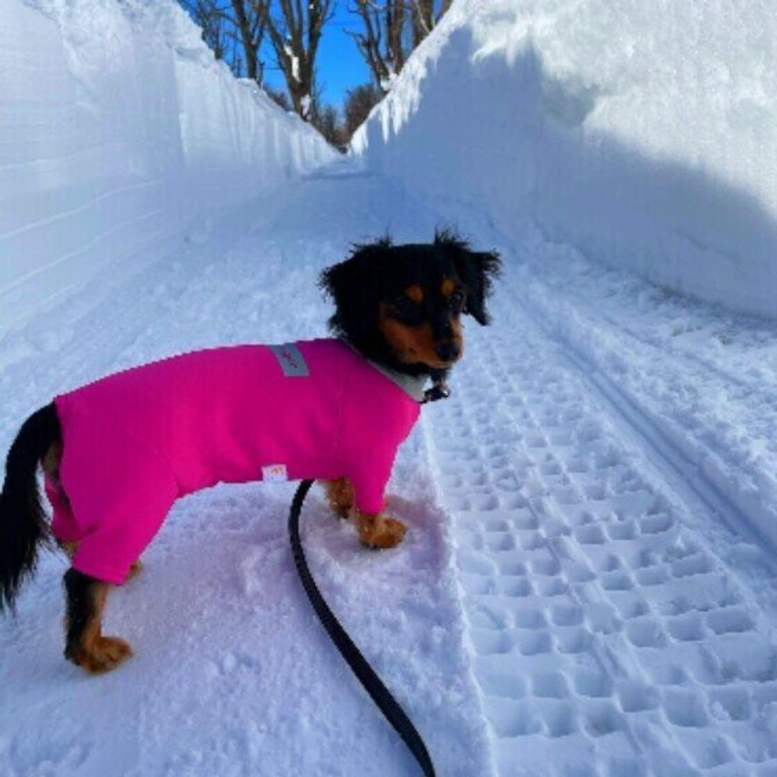 犬の しもやけ はなぜ起こる しもやけを予防するポイント いぬのきもちweb Magazine 犬の しもやけ はなぜ起こる しもやけを予防するポイント いぬのきもちweb Magazine