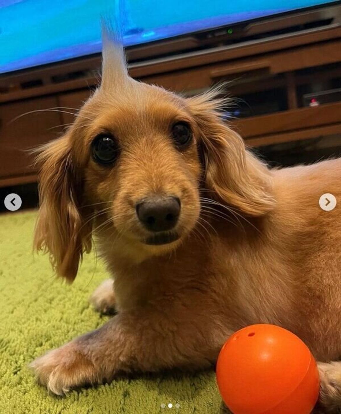 思わず二度見しちゃう ボールをハムッとくわえてお散歩する モヒカン犬 が可愛すぎる いぬのきもちweb Magazine 思わず二度見しちゃう ボールをハムッとくわえてお散歩する モヒカン犬 が可愛すぎる いぬのきもちweb Magazine