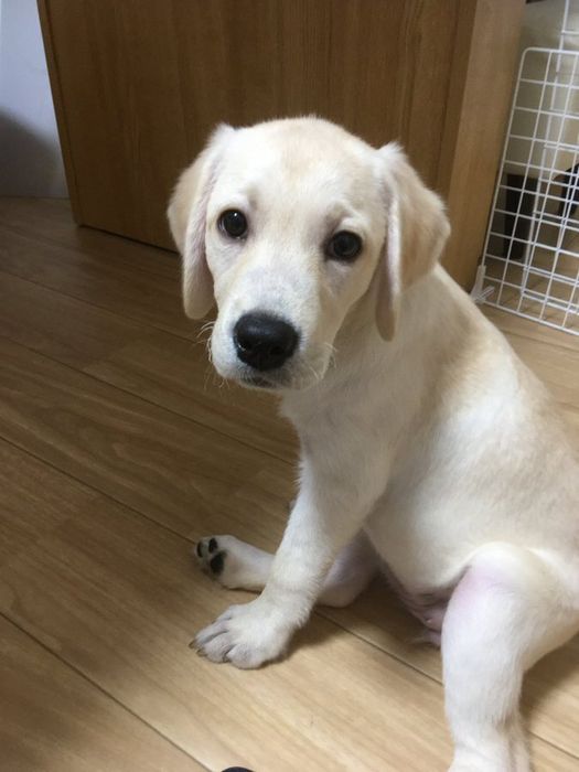 座って飼い主を見るラブラドール・レトリーバー