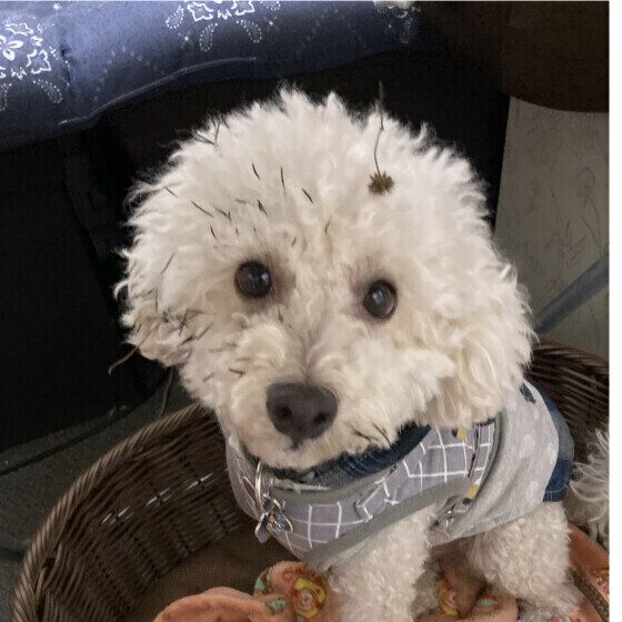 犬の毛にひっつき虫がついて取れない！ 犬の体にオナモミがついたときの対処法 いぬのきもち