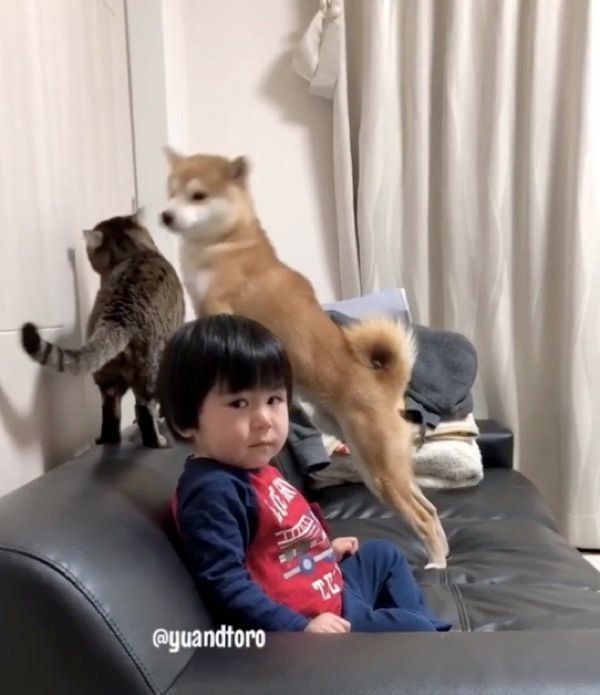 柴犬のゆうくんと猫のとろくん